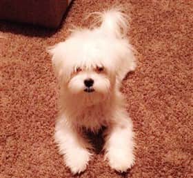 maltese-dog-with-bangs 